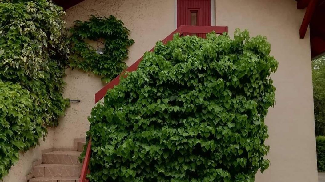 Tuja Vendégház Lajoskomárom (1)