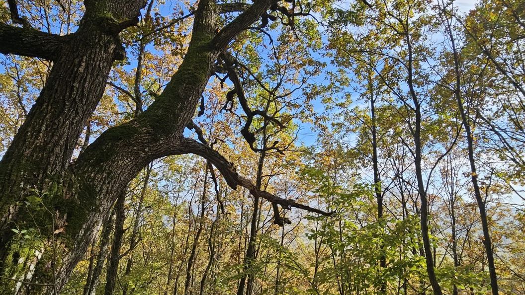 Amália Bisztró és Vendégház Pusztafalu (1)