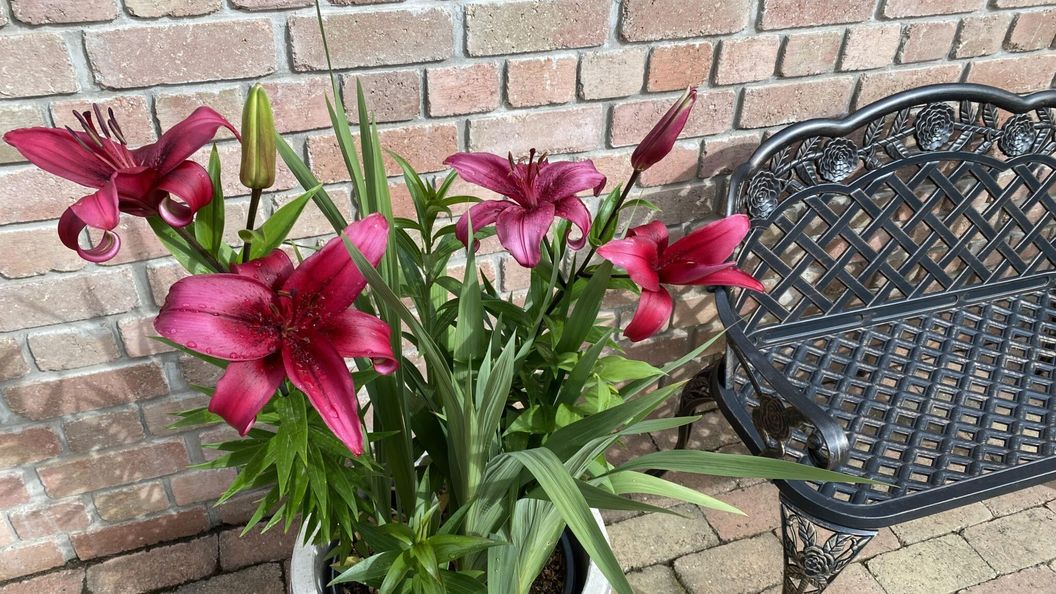 Hortenzia-Apartman Tab (1)