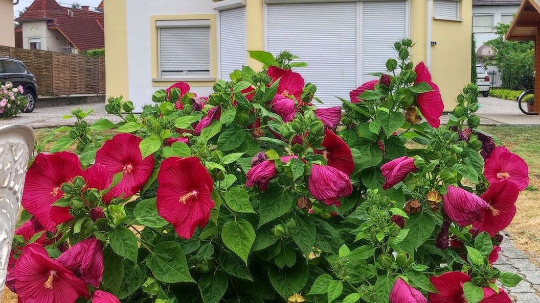 Villa Vanília Keszthely (1)