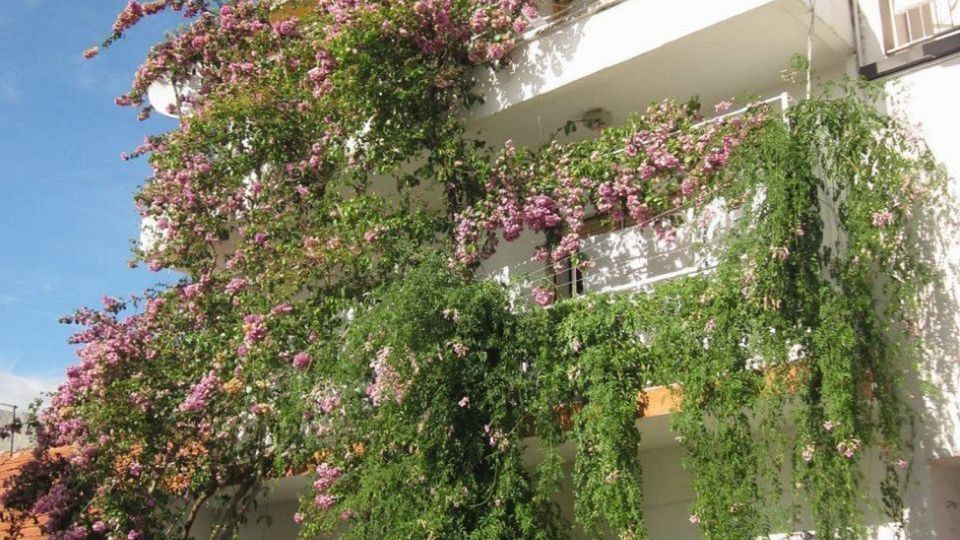 Apartment Graciela Gradac (1)