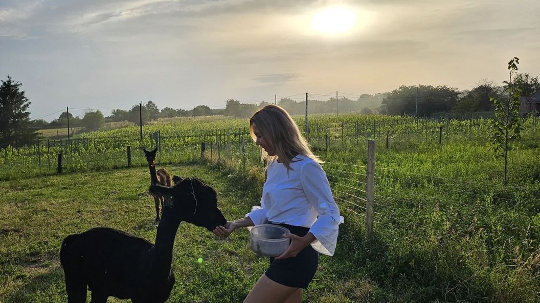 Alpaka Bakonya Svábház (1)