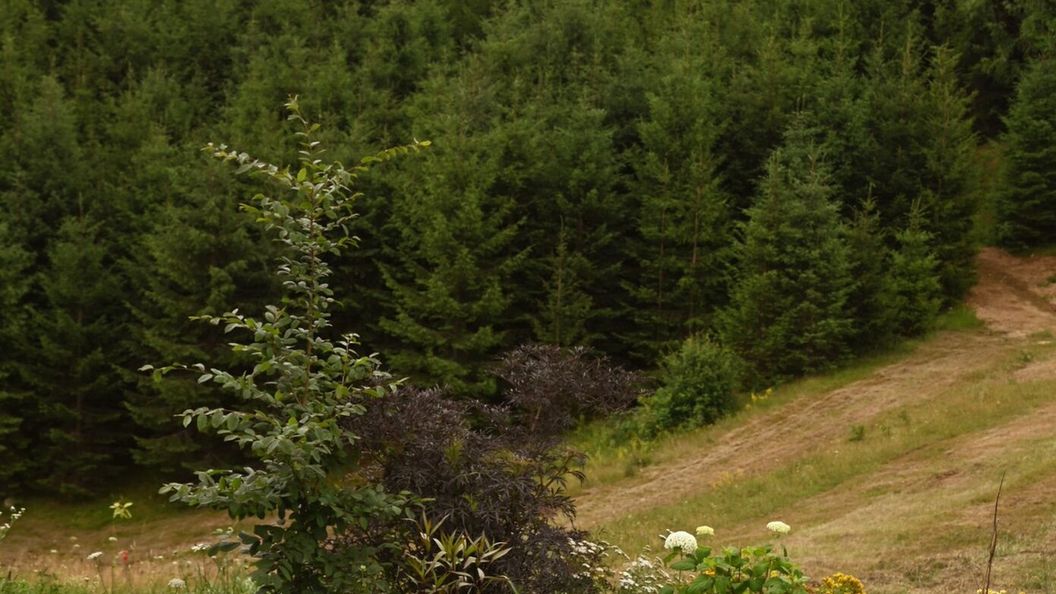 Coniferis Retreat Tomnatic (1)