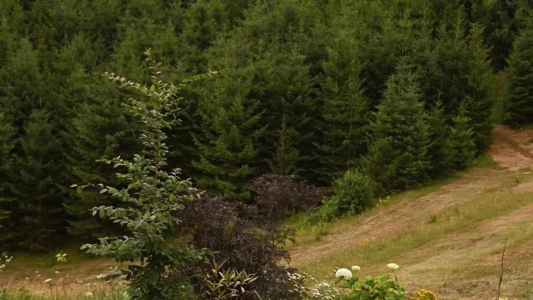 Coniferis Retreat Tomnatic (1)