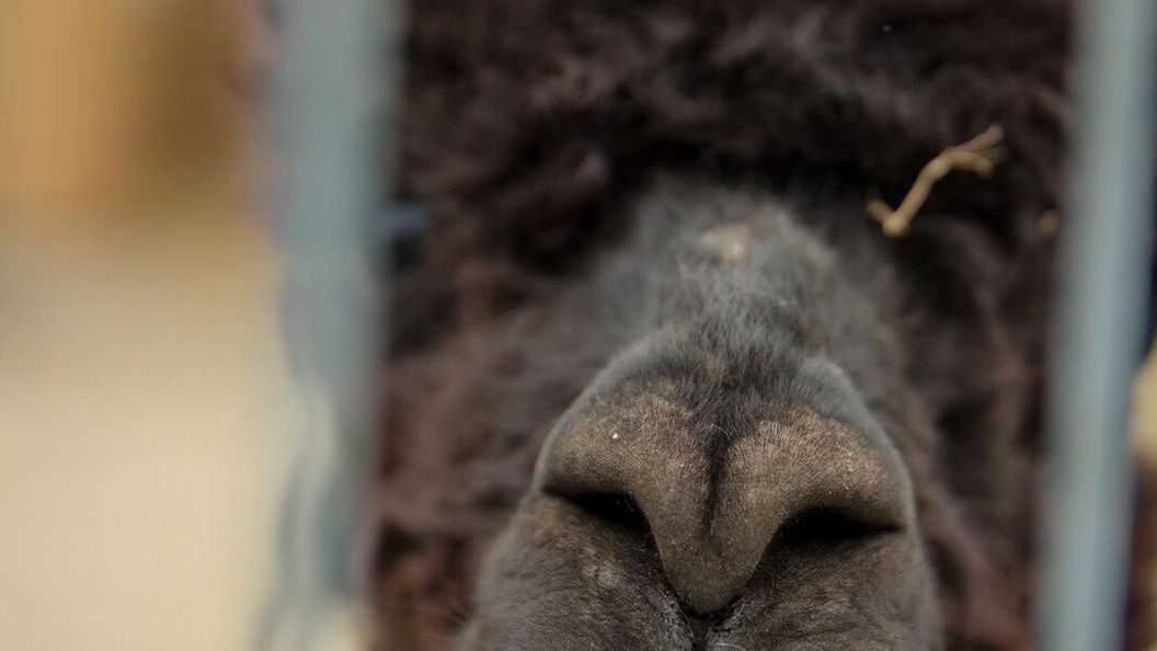 Catalpa Camp**** Ośrodek Rekreacyjno-Wypoczynkowy n/j.Gopło (1)