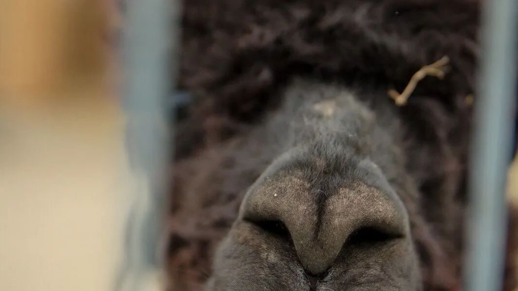 Catalpa Camp**** Ośrodek Rekreacyjno-Wypoczynkowy n/j.Gopło (1)