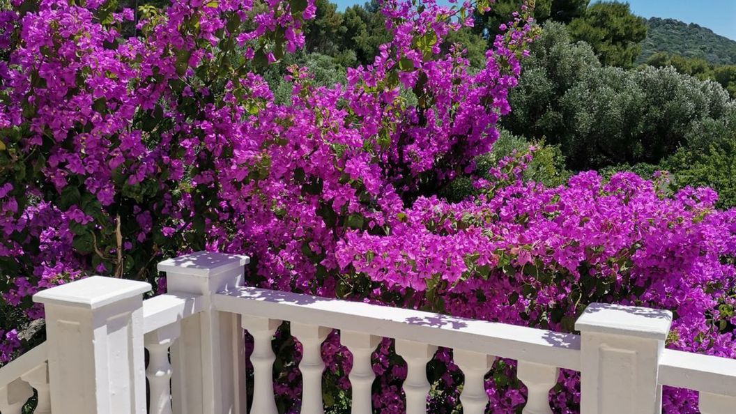 Apartment Vanja Mali Losinj (1)