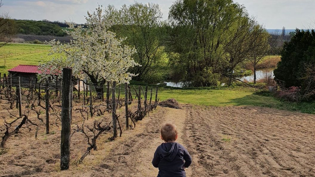 Szőlőskert Vendégház Vajta (1)