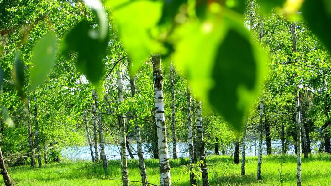 TLdomki Radęcin (1)