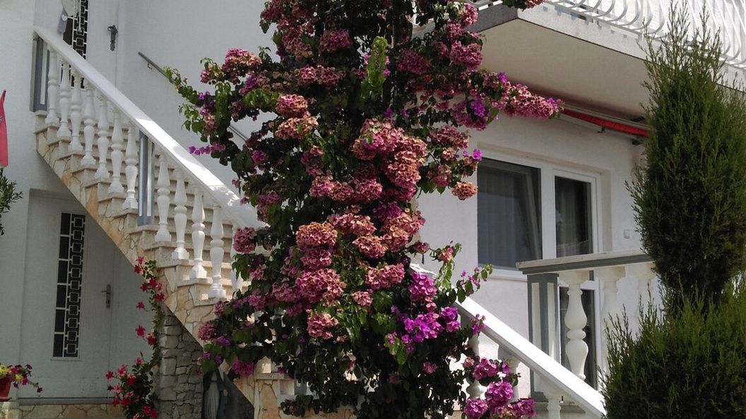 Apartman Mona Brodarica (1)