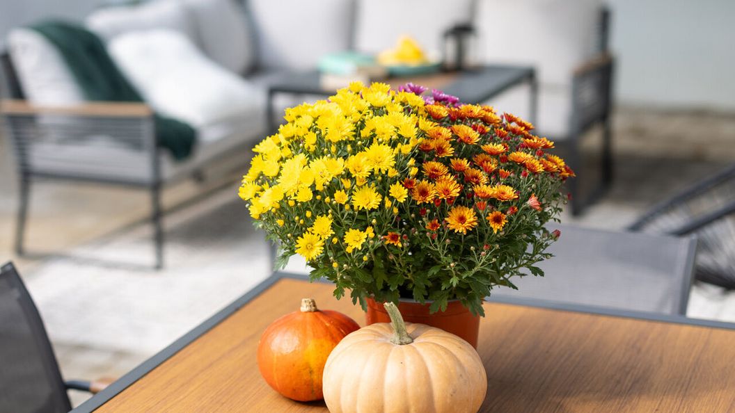 Frizzante Vendégház Badacsonytomaj (1)