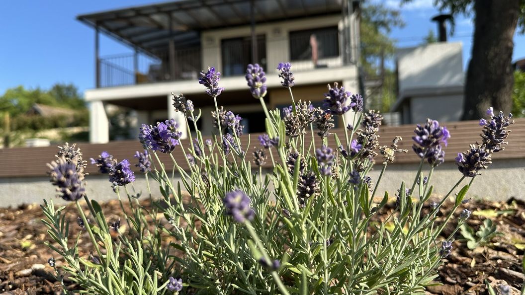 Csipetnyi Chill Vendégház Óbudavár (1)