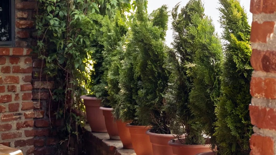 Apartament Luconi's Otopeni (1)