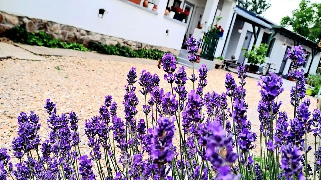 Gera Apartman Velence (1)