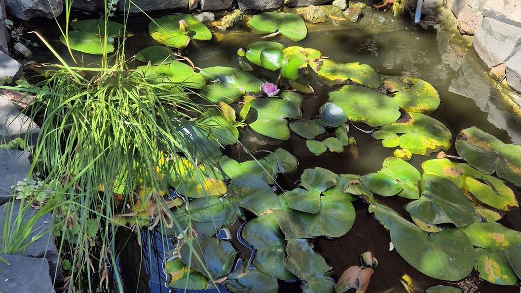 Tavirózsa Vendégház Szentes (1)