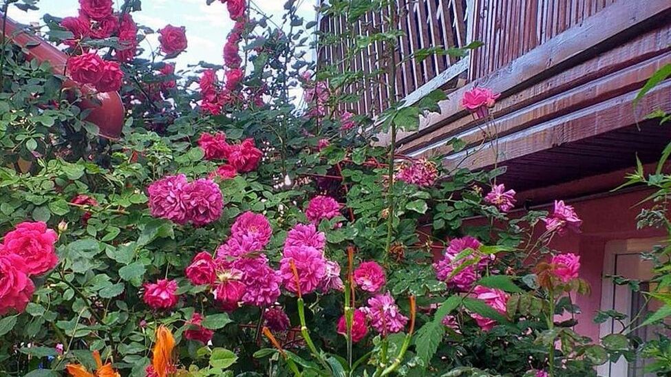 Pensiunea Boierului Imbrii Cârțișoara (1)