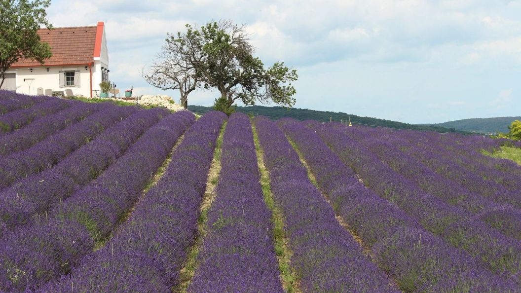 1HA Vendégház Tagyon (1)