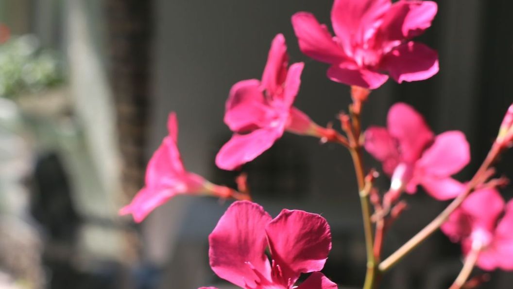 Villa Gabriella Siófok (1)