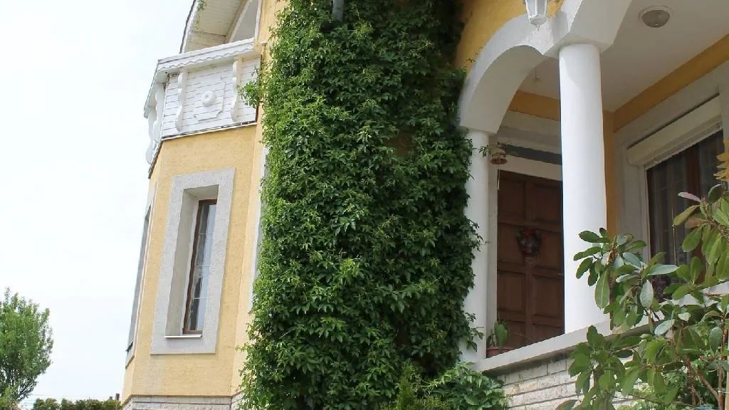 Vadszőlő Vendégház Vonyarcvashegy (1)