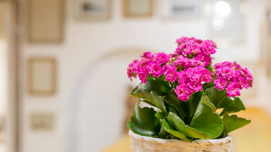 Ádám Apartman Balatonföldvár (1)