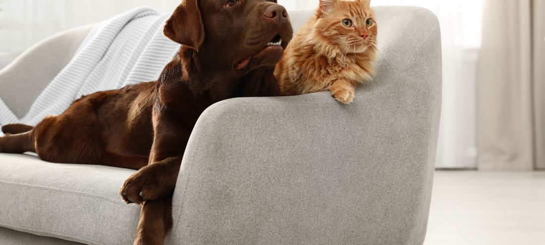 Alergenów kota i psa trudno się pozbyć