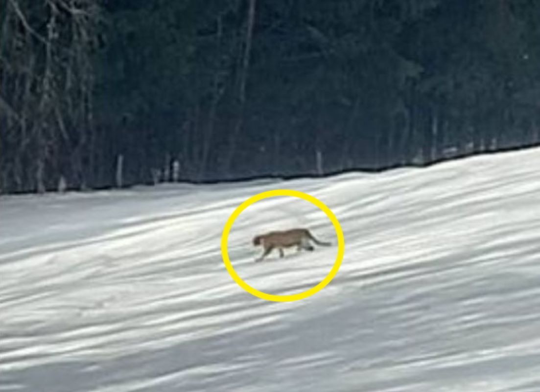 Ja W Sprawie Pumy Podobne