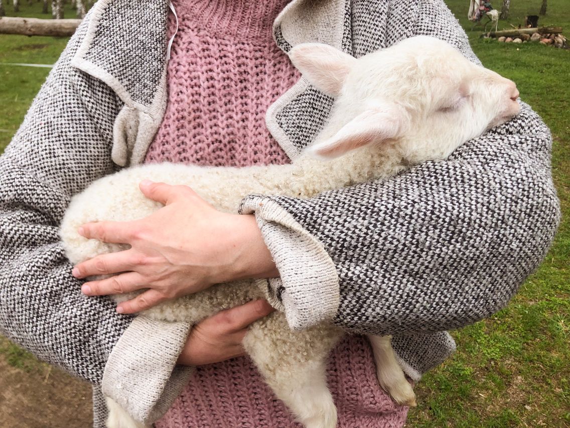 Każda z owieczek w gospodarstwach warmińskich jest wyjątkowa