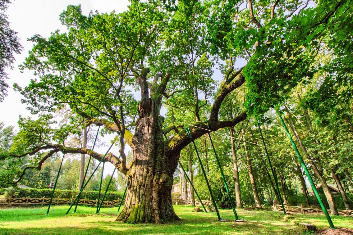 Dąb Bartek to najbardziej okazałe drzewo w Polsce