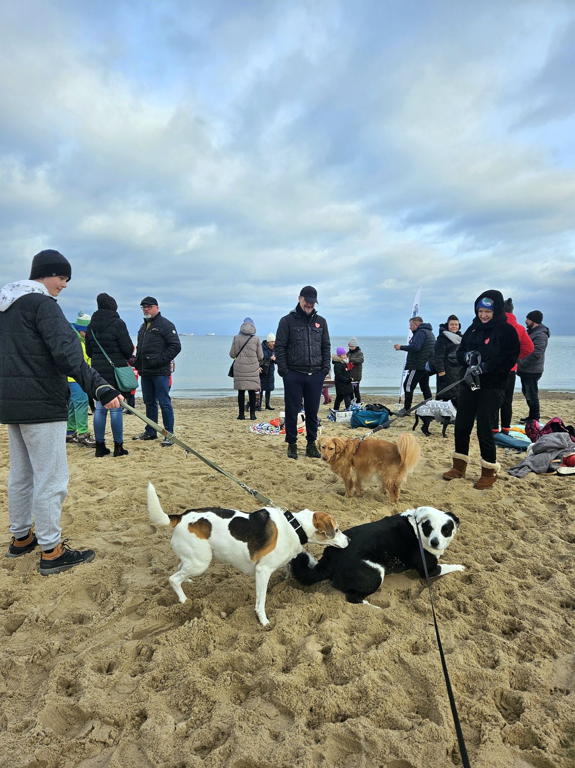 Na plaży najszybciej lody przełamywały psy