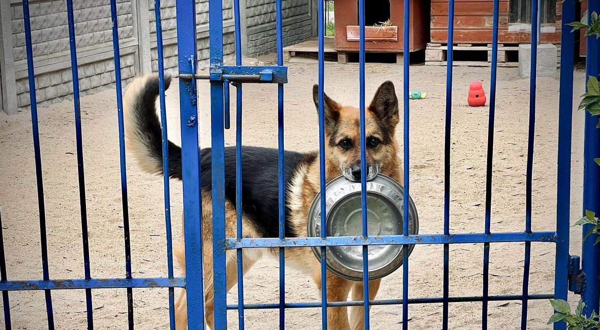 Podopieczni Schroniska w Celestynowie