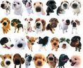 Rasy psów - test dla zaawansowanych