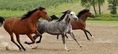 Konie i jeździectwo