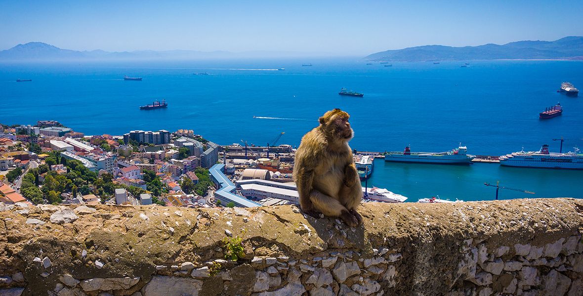 Terytorium Gibraltaru jest jedynym w Europie miejscem występowania małp magotów na wolności