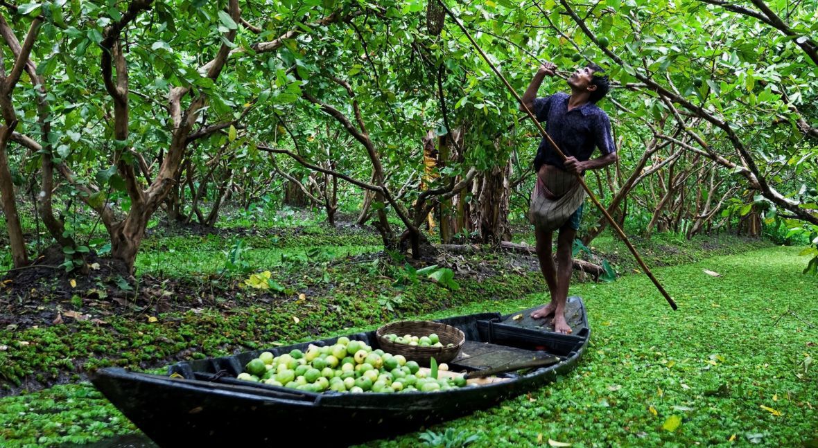 Bangladesz. Rolnik zbiera owoce guawy. Przy wzroście temperatury o cztery stopnie jego krajowi grozi to, że duża jego część zamieni się w pustynię. Zagrożone są Chiny i Indie. Europie grozi z kolei permanentna susza