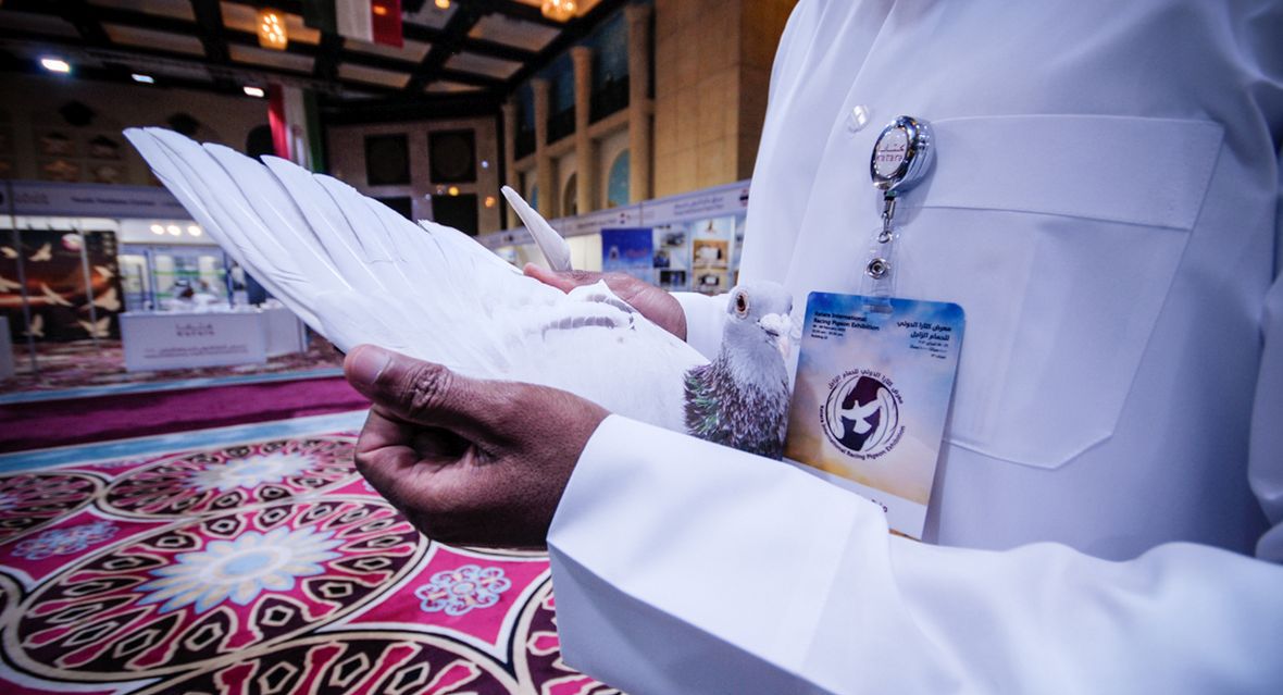 Jeden z wystawców prezentuje swojego ptaka na pierwszych Targach Gołębi w Doha