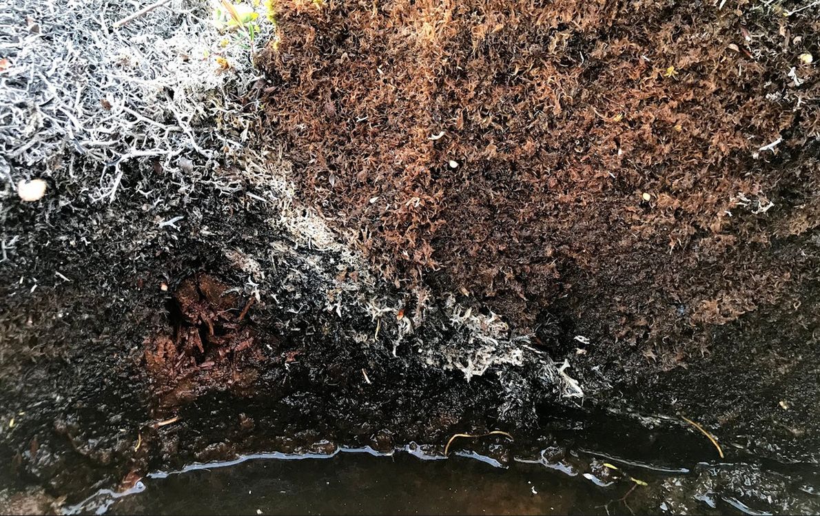 Torfowisko nie płonie tak efektownie jak las. Ale skutki pożarów torfowisk na wielką skalę są niszczące dla środowiska i klimatu