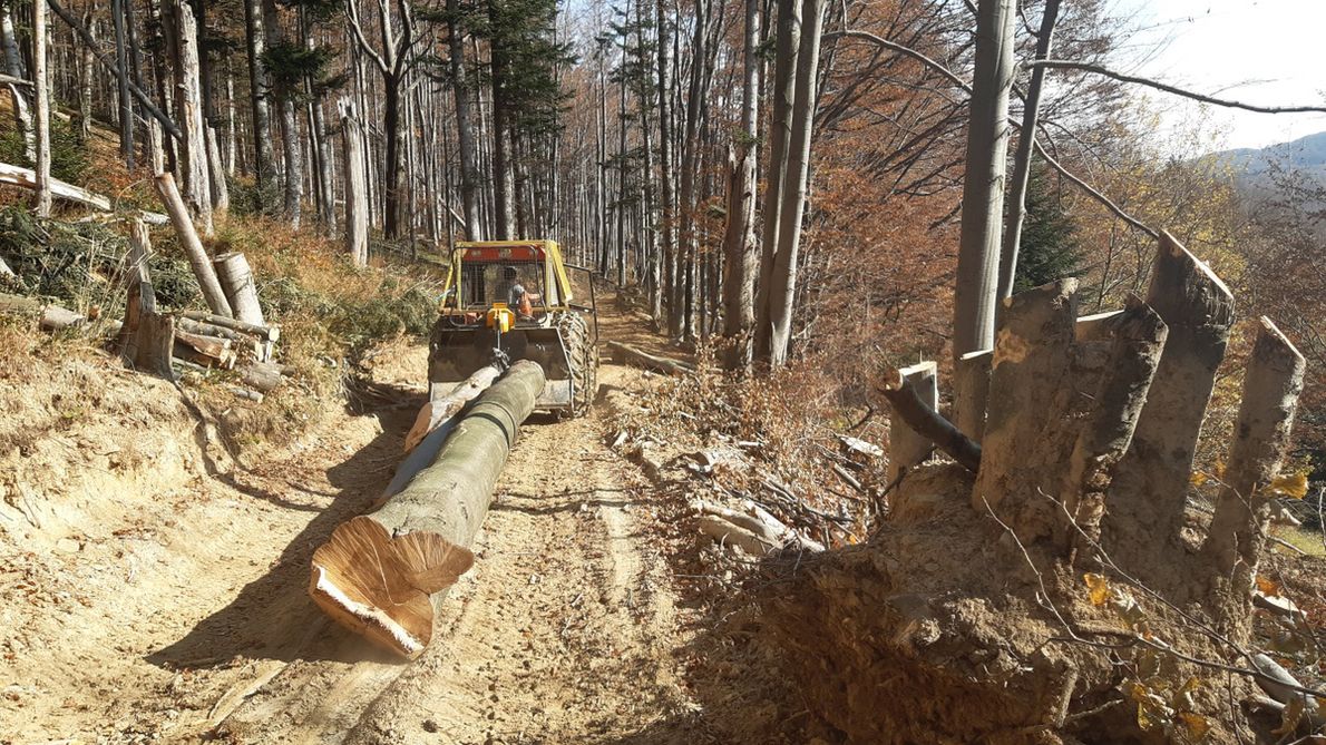 Nadleśnictwo Stuposiany nie oszczędza nawet planowanych rezerwatów, i to w otulinie Bieszczadzkiego PN, przy górnej granicy lasu. Wycinka w projektowanym rezerwacie Las Bukowy pod Obnogą, na wysokości ok. 900m n.p.m (!)