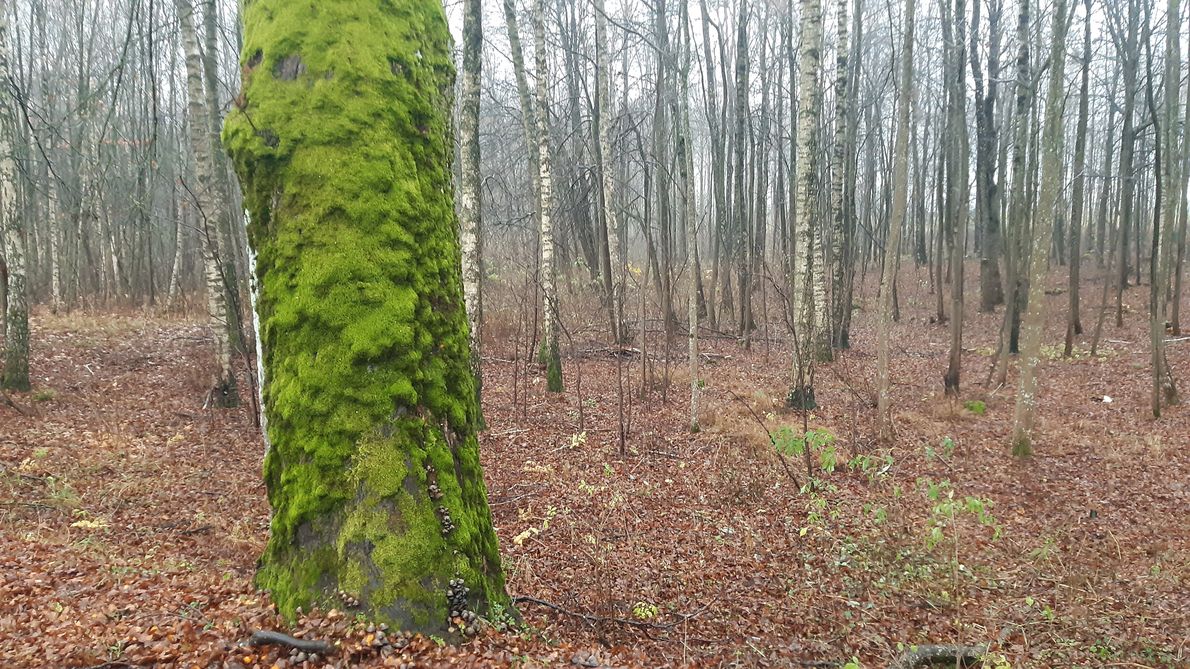 Ginące gatunki mszaków potrzebują dorodnych sędziwych drzew do życia i rozwoju