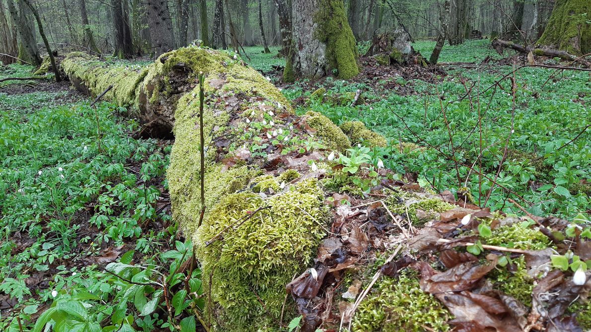 Martwe drewno jest rezerwuarem wody i ważnym siedliskiem wielu ginących gatunków bezkręgowców, mszaków i grzybów.