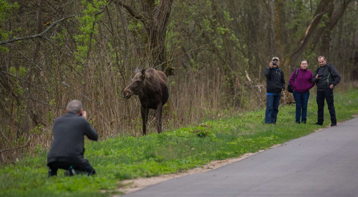 Łosie - dla wielu turystów to one są największą atrakcją BPN