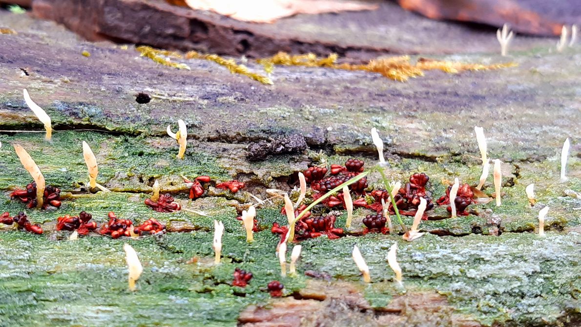 Koralóweczka śluzowata, wskaźnik lasów naturalnych