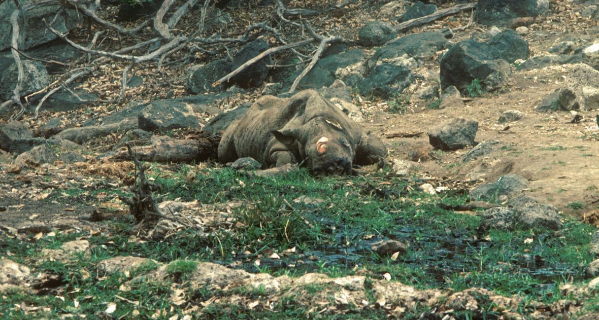 Tsavo West, Kenia. Nosorożec zabity przez kłusowników. Zabrali tylko róg zwierzęcia