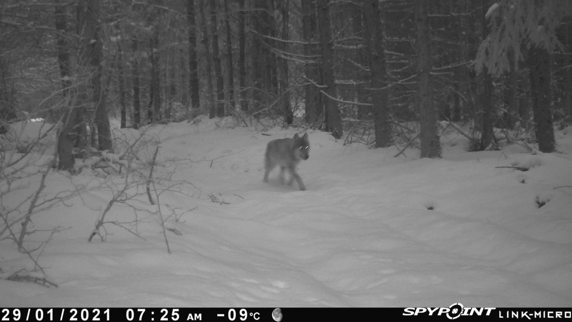 Jeden z wilków z watahy, którą tropiliśmy