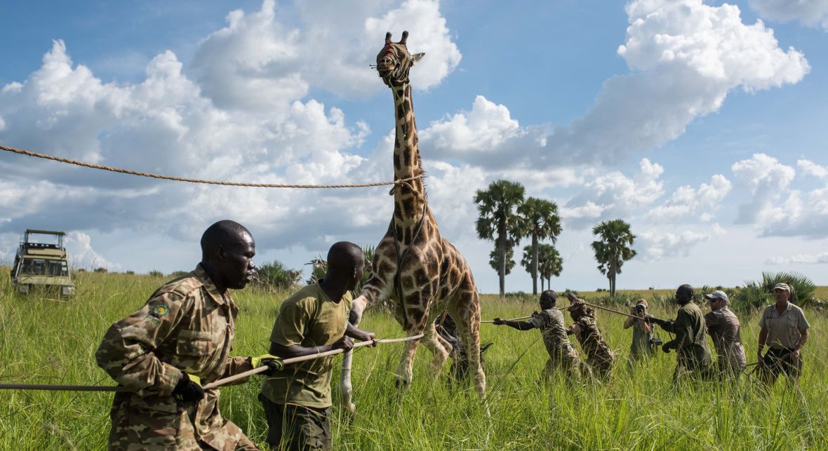 Jedna z żyraf, której działacze Giraffe Conservation Foundation wszczepili GPS