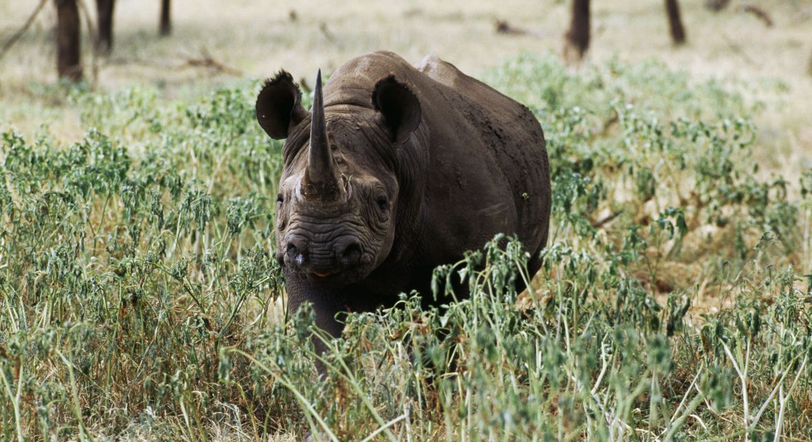Nosorożec czarny. Na świecie jest ich już zaledwie ok. 4,5 tysiąca. Są zabijane dla rogów, którym przypisuje się lecznicze właściwości