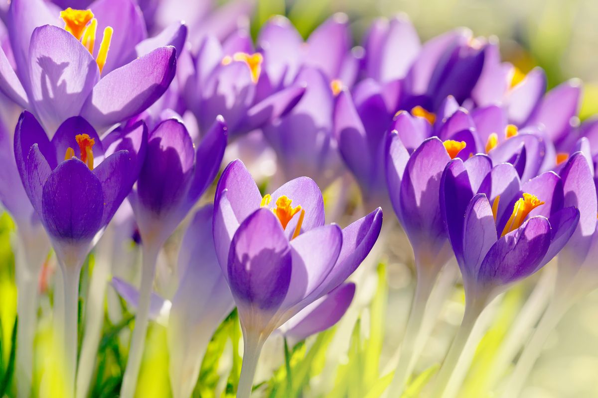 Pierwszy dzień wiosny – czwartek, 21 marca 2019. Dziś rozpoczęła się  kalendarzowa wiosna. Sprawdź, jak witamy ją w Polsce - WP Wiadomości