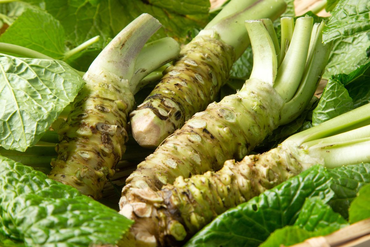 Real wasabi costs 1500 zł/kg and grows near Radom