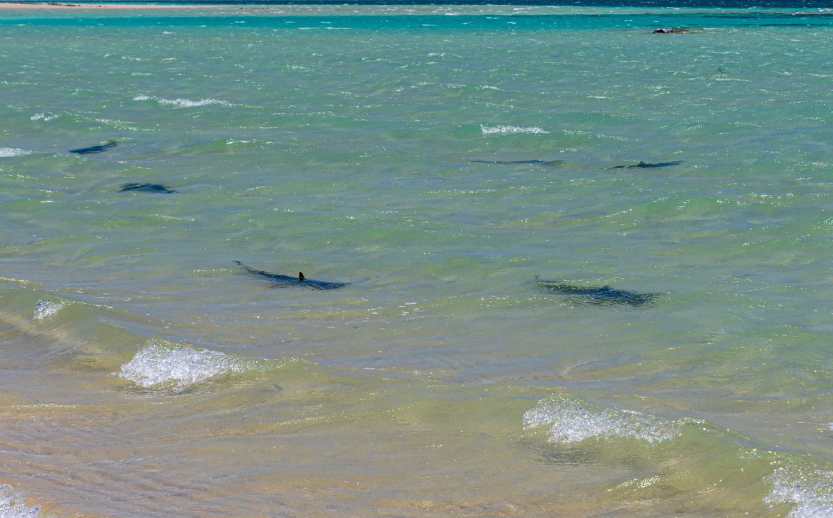 Sharks circled beached whale at Perth's City Beach