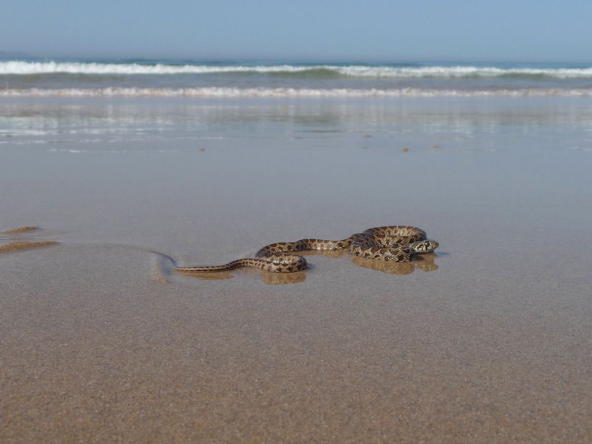 Invasive horseshoe snake takes over 90% of Ibiza