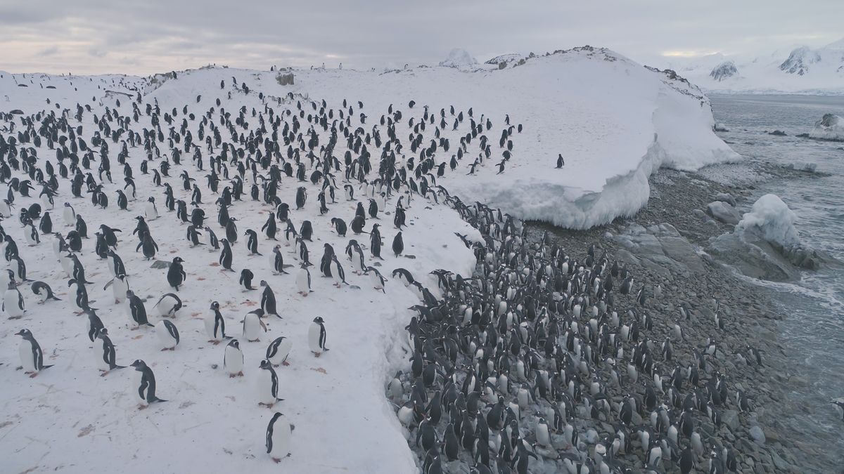 Penguin droppings accelerate snow melt in Antarctica